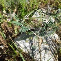 Astragalus neolipskyanus