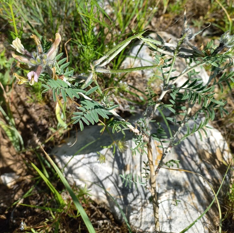 Astragalus neolipskyanus
