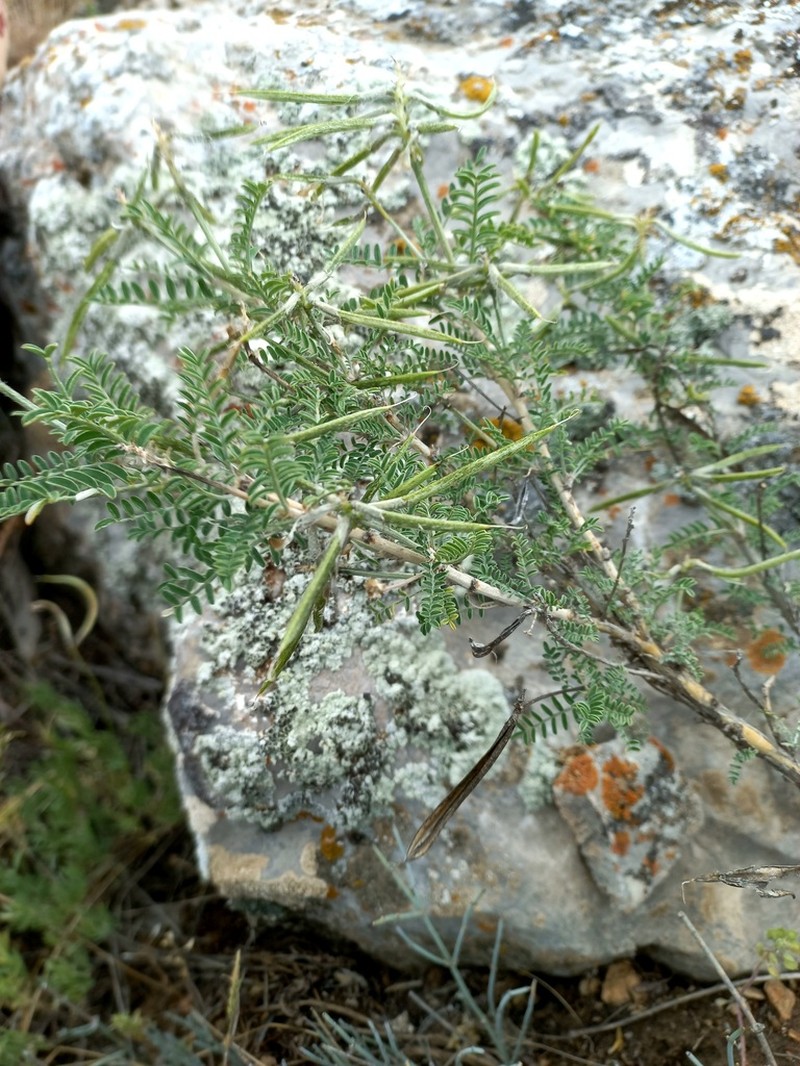 Astragalus neolipskyanus photo 2