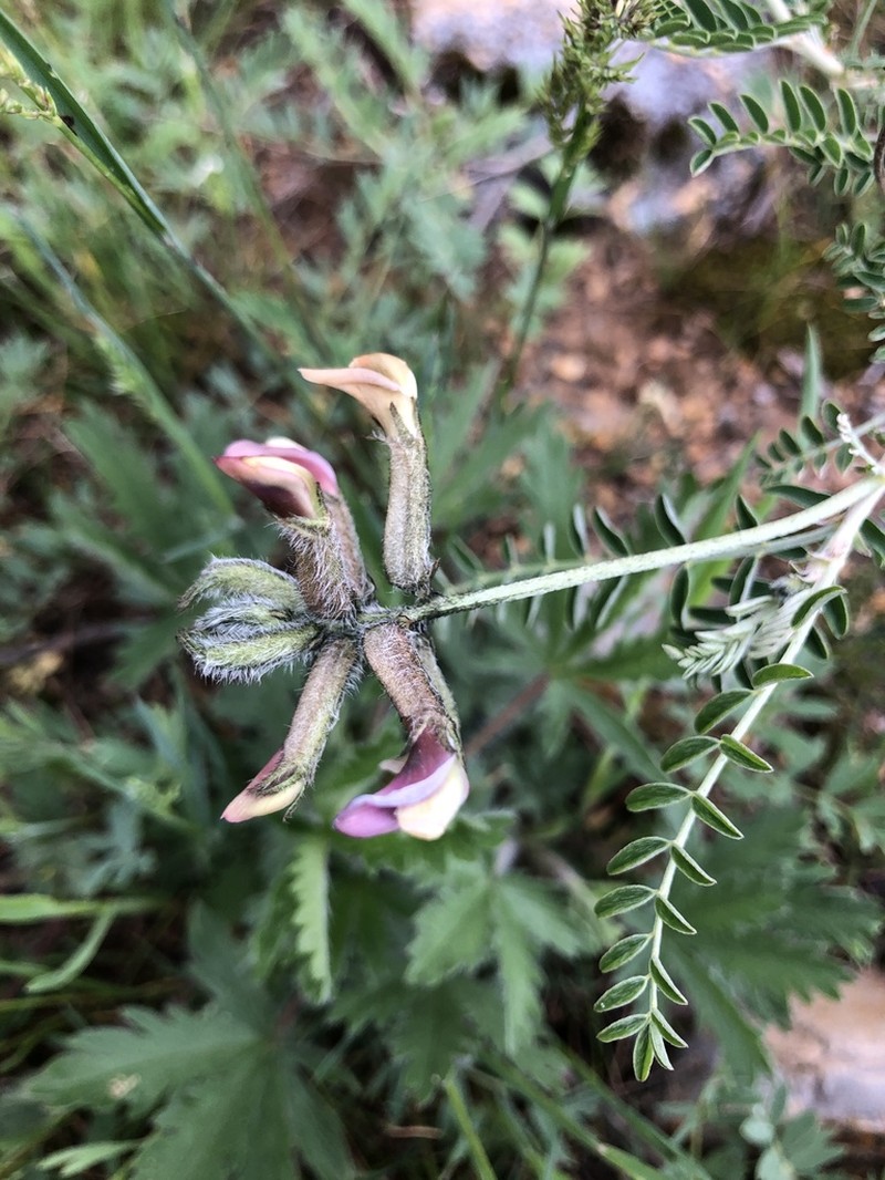 Astragalus neolipskyanus photo 3