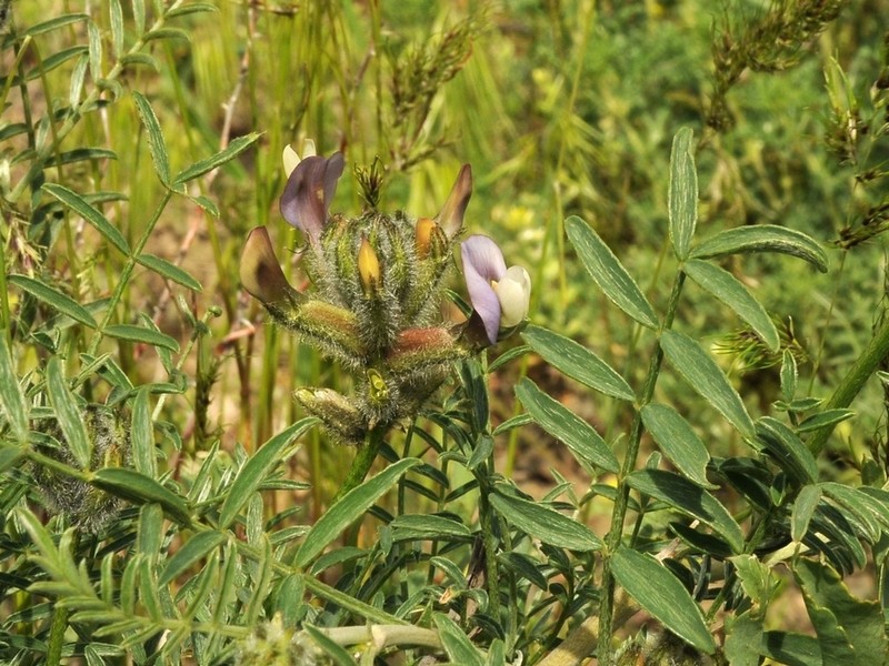 Astragalus neolipskyanus photo 4