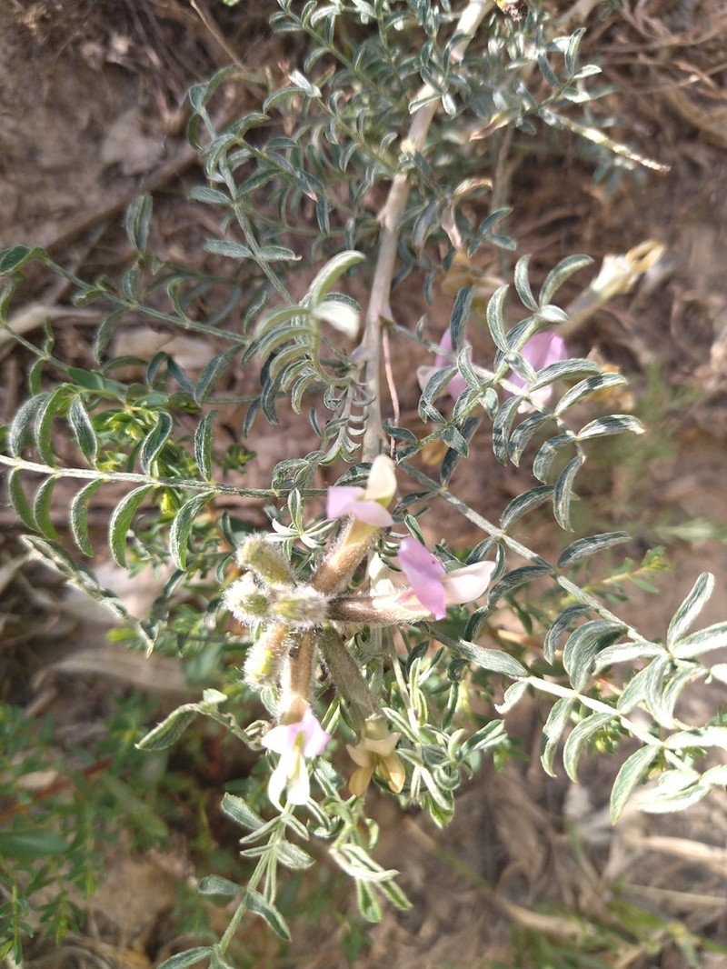Astragalus neolipskyanus photo 5
