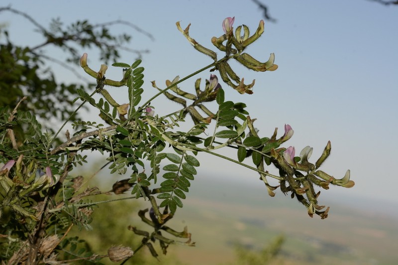 Astragalus neolipskyanus photo 6