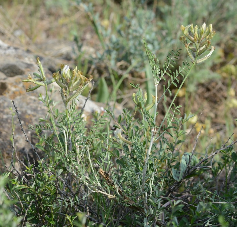 Astragalus neolipskyanus photo 7