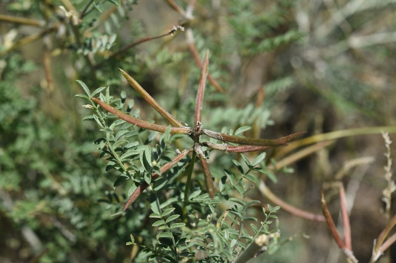 Astragalus neolipskyanus photo 8