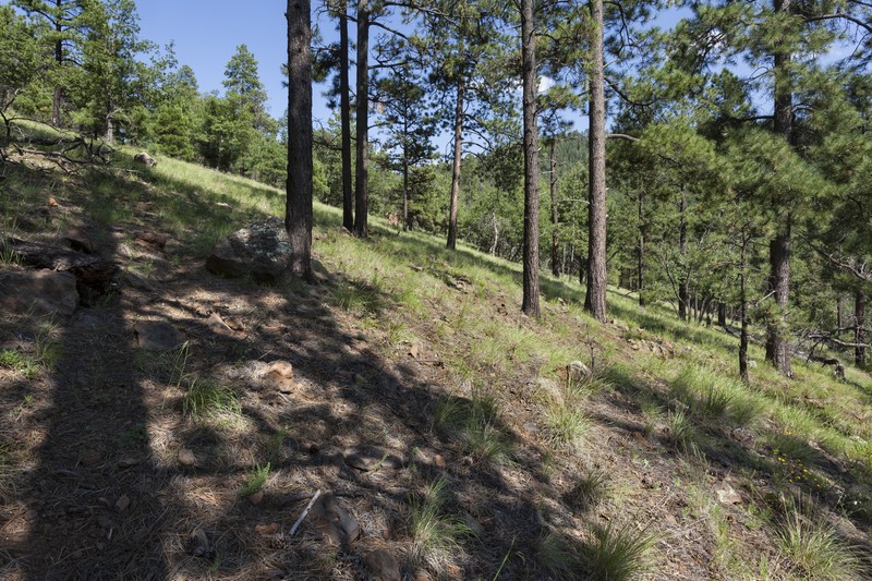 New Mexico Milkvetch