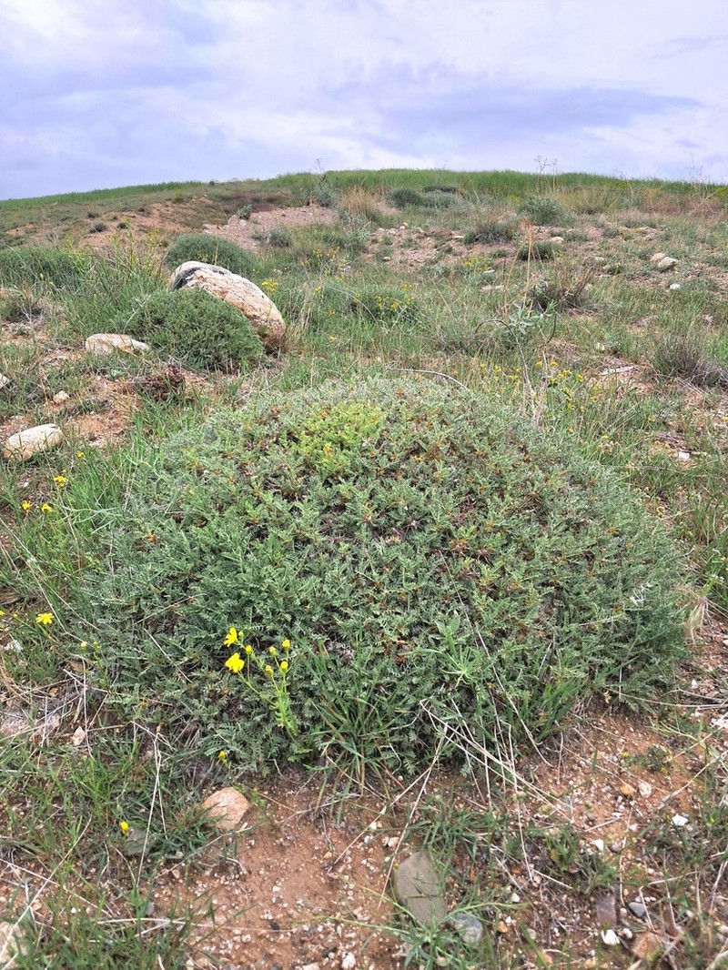 Astragalus neomozaffarianii photo 2