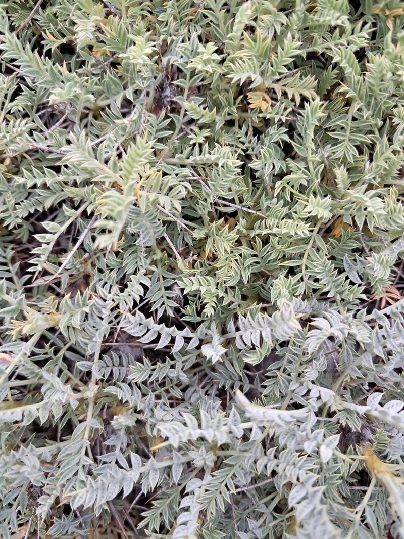 Astragalus neomozaffarianii photo 3
