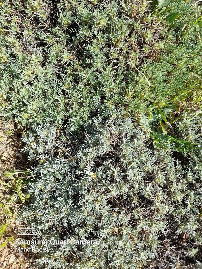 Astragalus neomozaffarianii photo 4