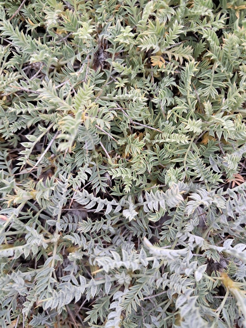 Astragalus neomozaffarianii photo 5