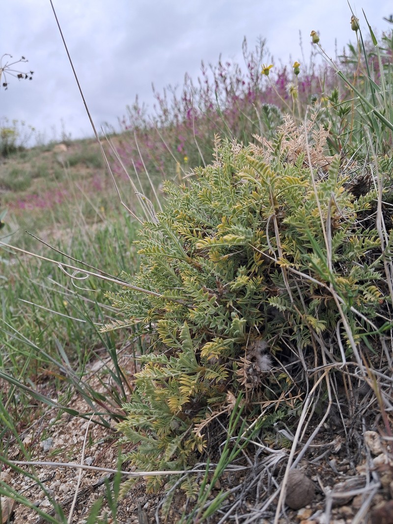 Astragalus neomozaffarianii photo 6