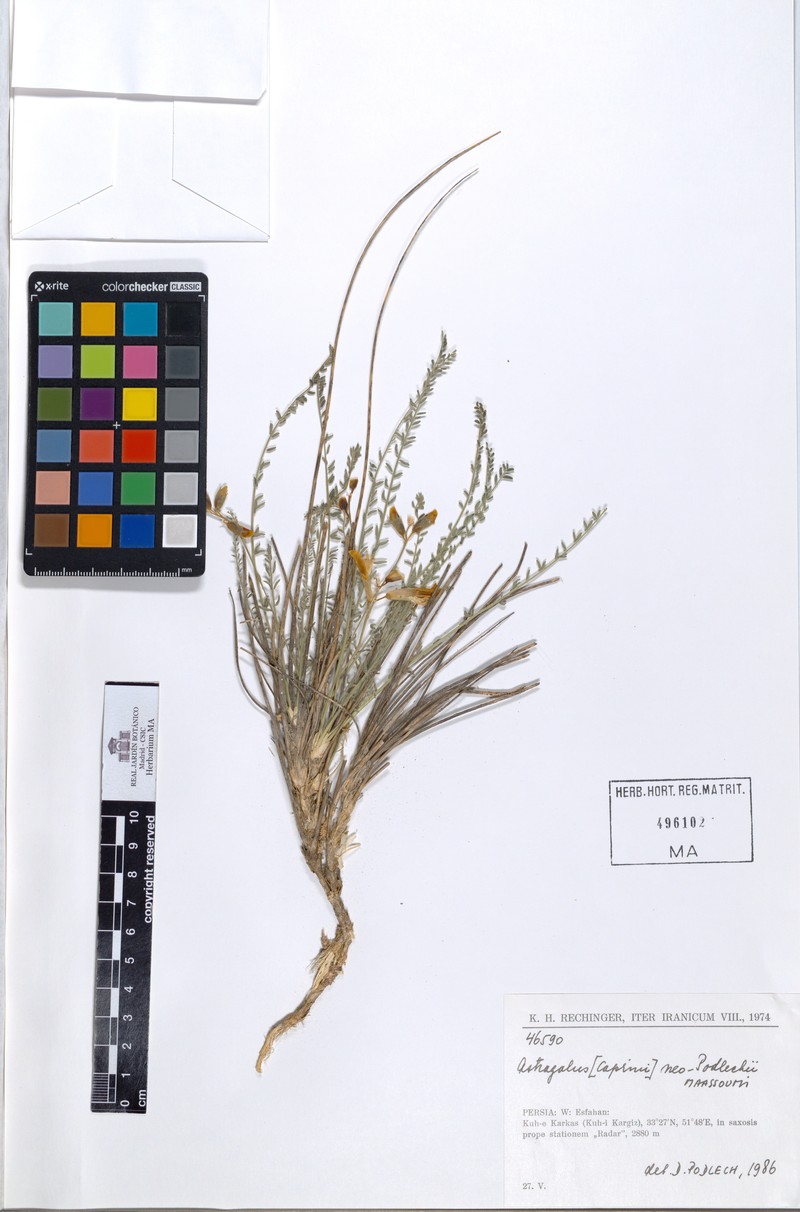 Astragalus neopodlechii