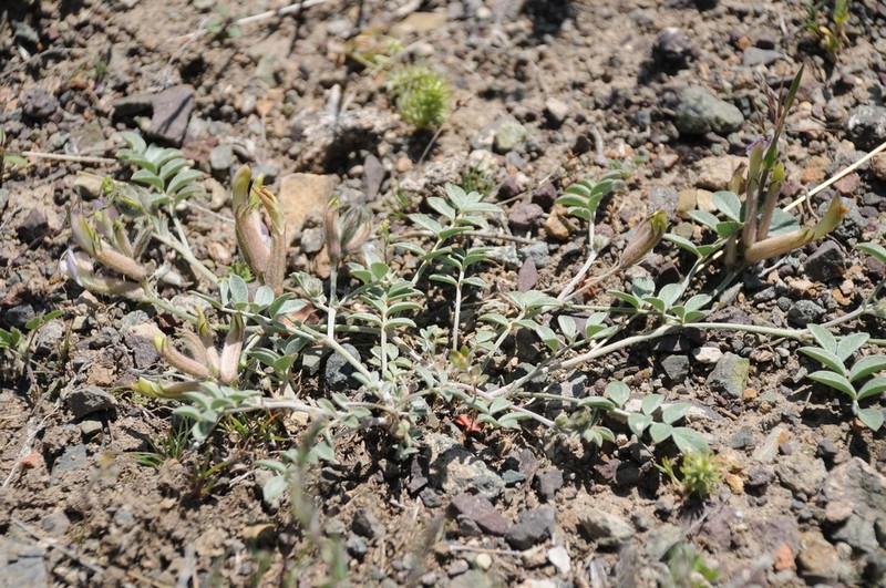 Astragalus neopopovii