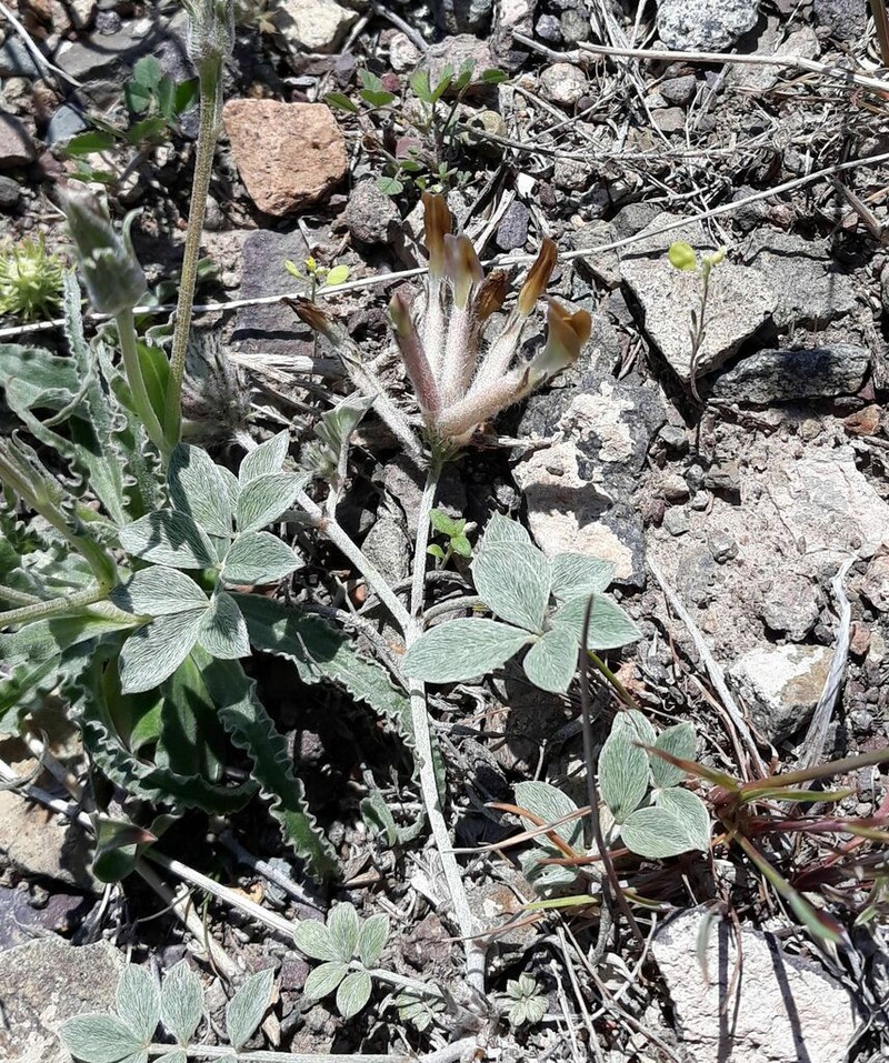 Astragalus neopopovii photo 2