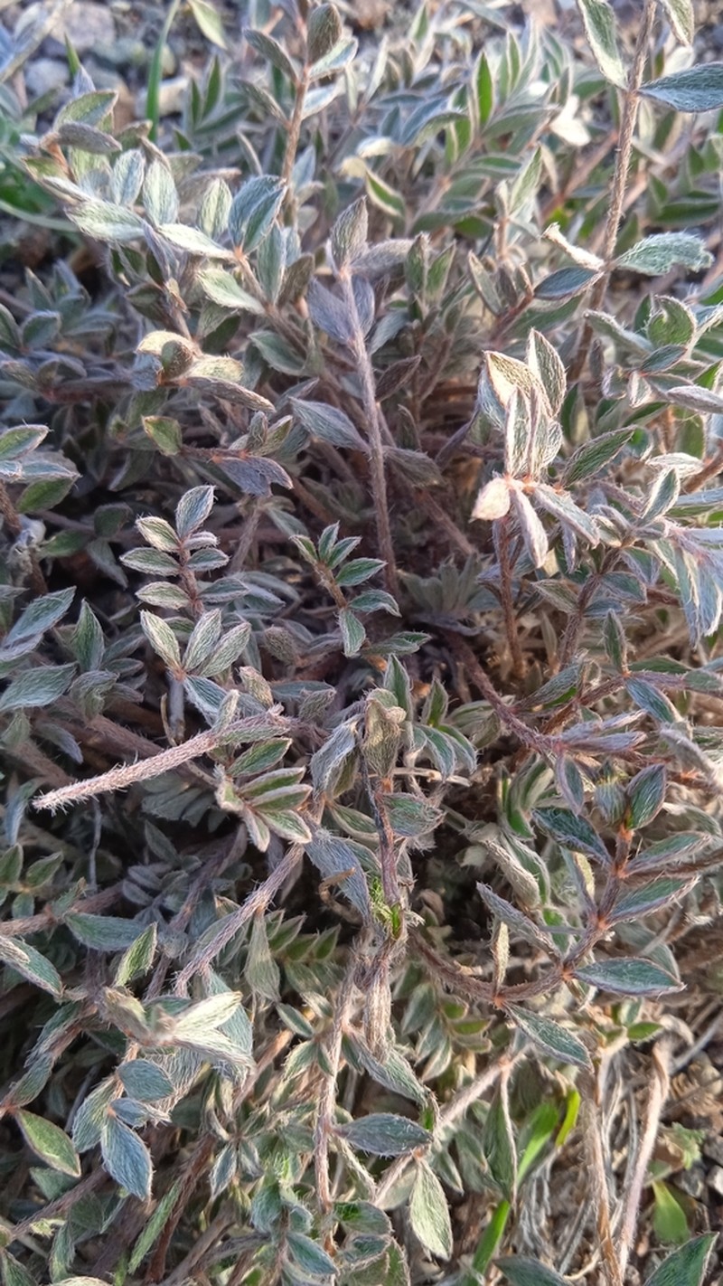Astragalus neopopovii photo 3