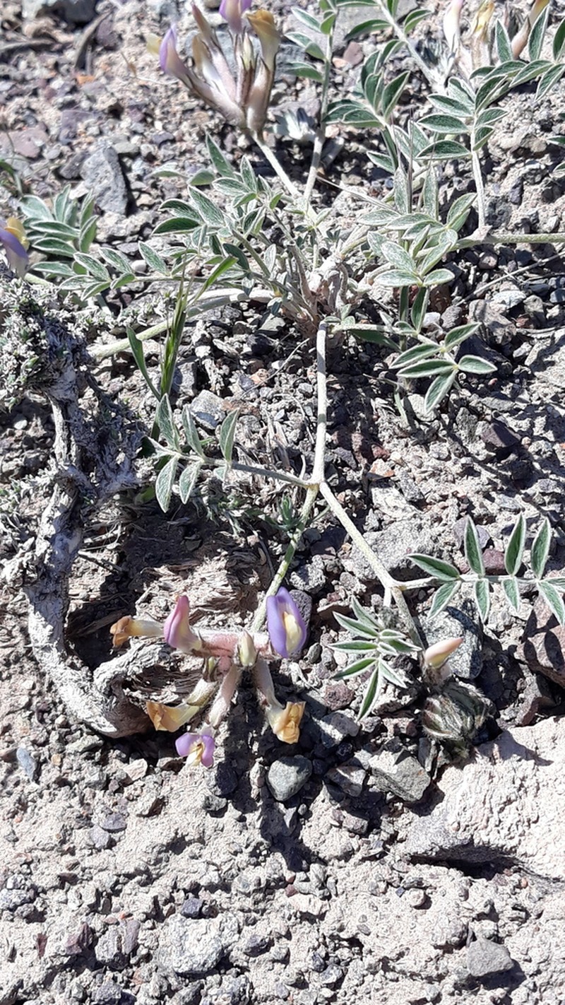 Astragalus neopopovii photo 4