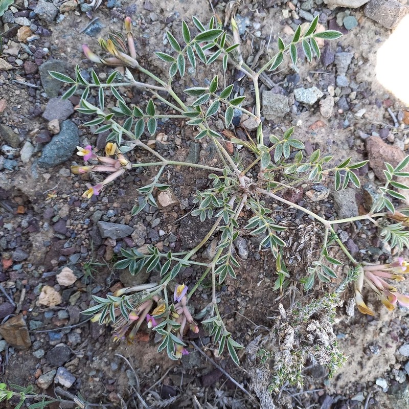Astragalus neopopovii photo 5