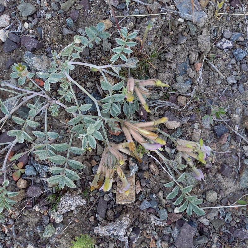 Astragalus neopopovii photo 6
