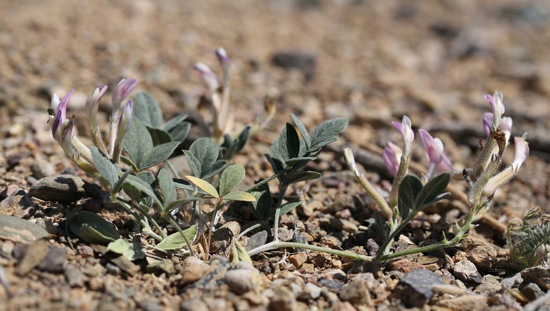 Astragalus neopopovii photo 7