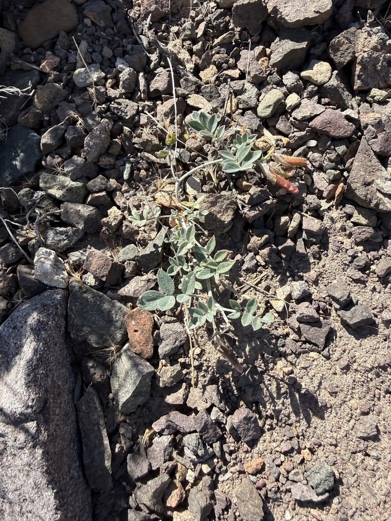 Astragalus neopopovii photo 8
