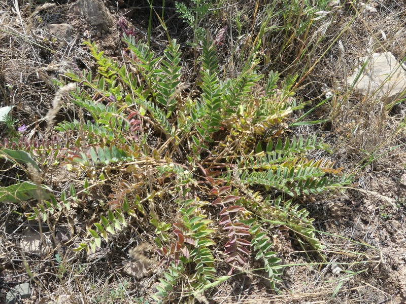 Astragalus nephtonensis