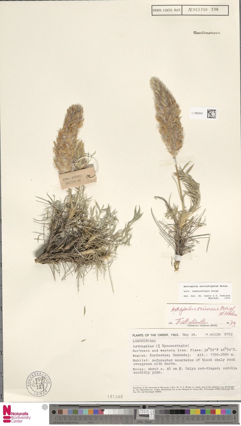 Astragalus nervistipulus