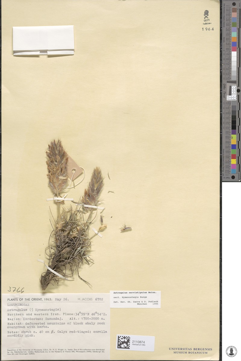 Astragalus nervistipulus photo 2