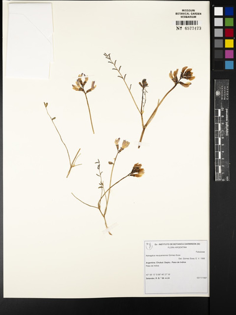 Astragalus neuquenensis