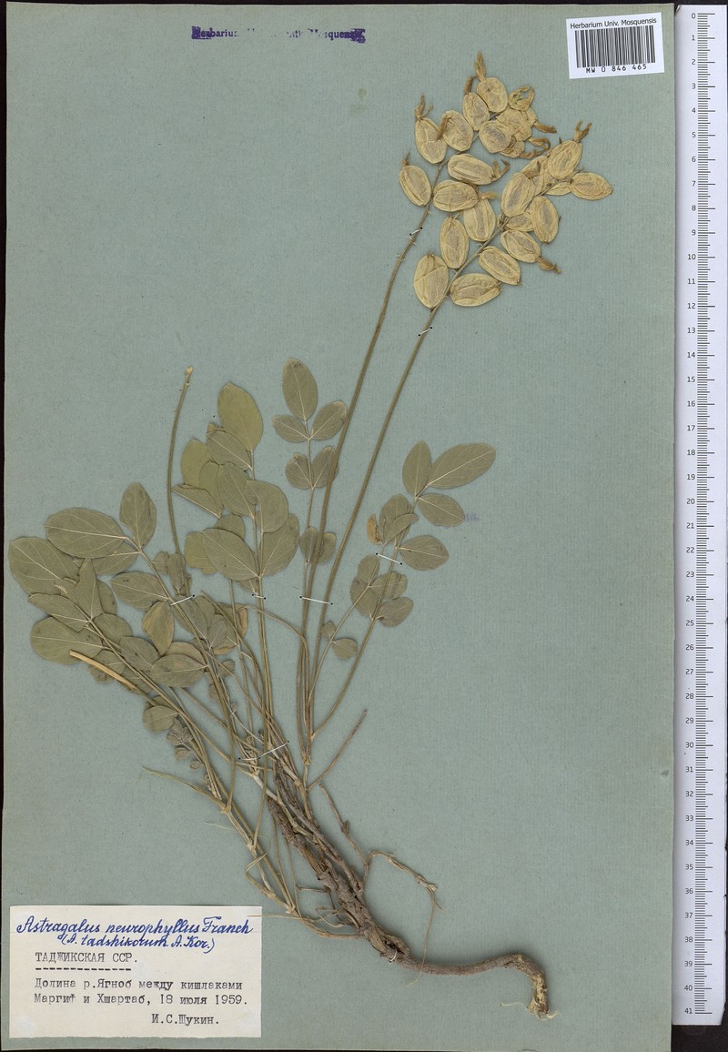 Astragalus neurophyllus