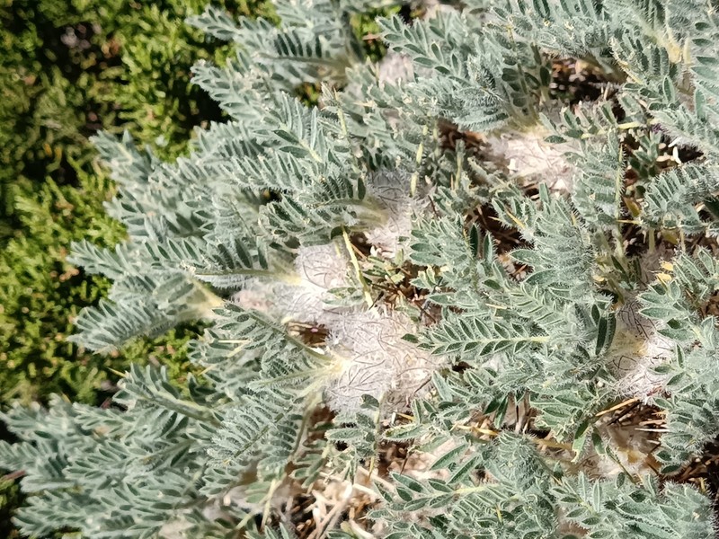 Astragalus nevadensis