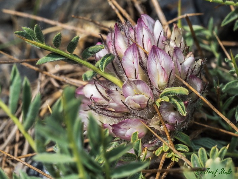 Astragalus nevadensis photo 2