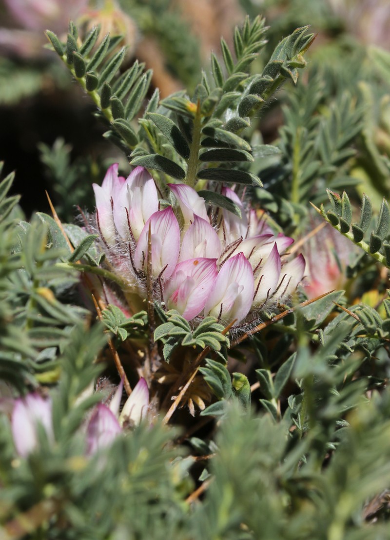 Astragalus nevadensis photo 3
