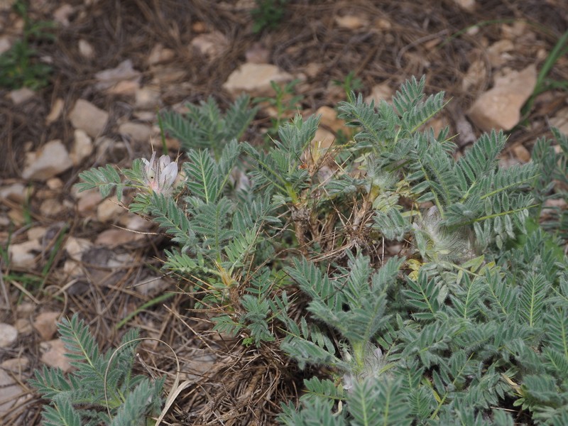 Astragalus nevadensis photo 5