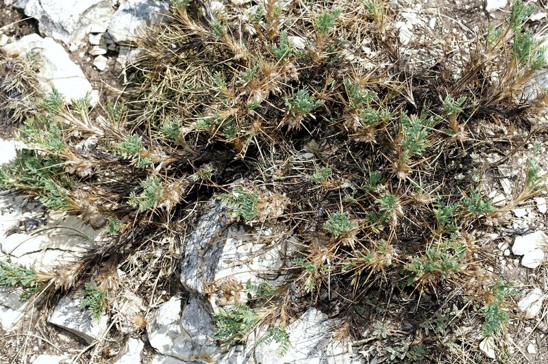 Astragalus nevadensis photo 6