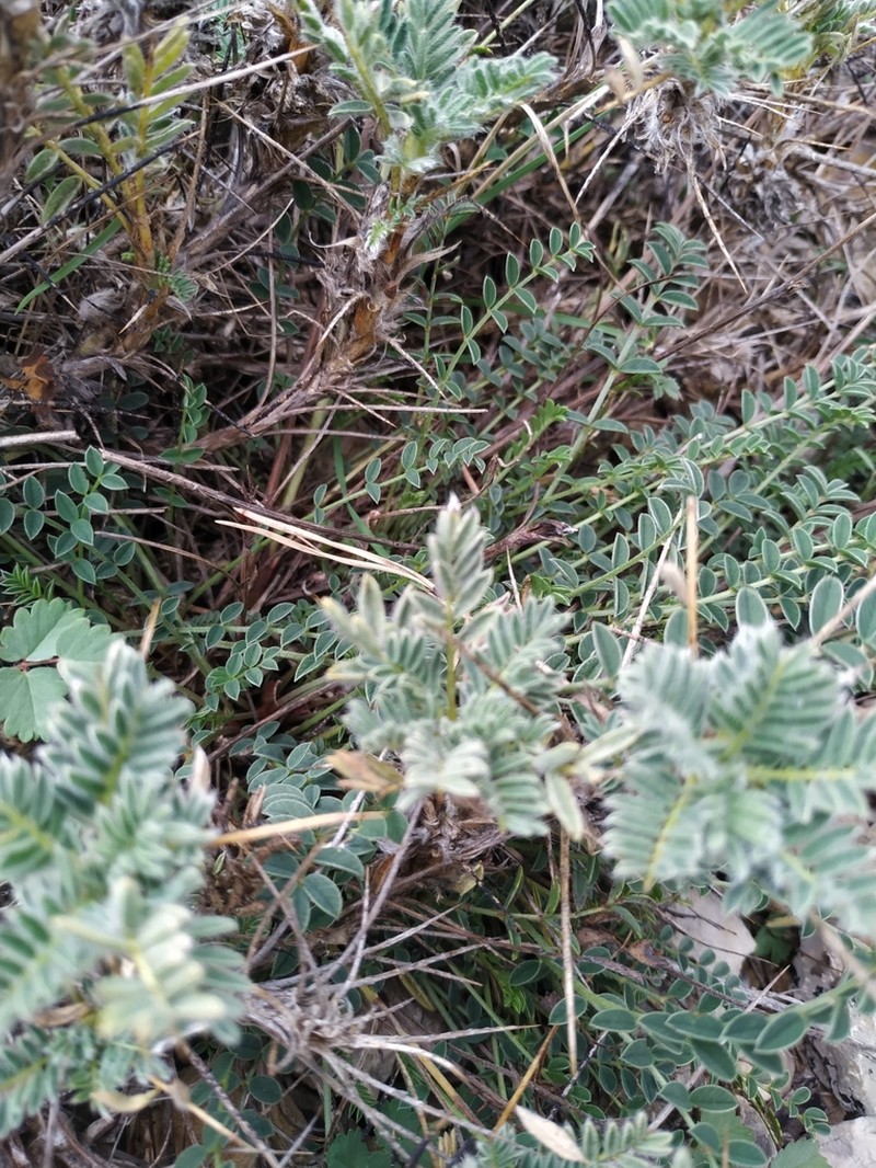 Astragalus nevadensis photo 7