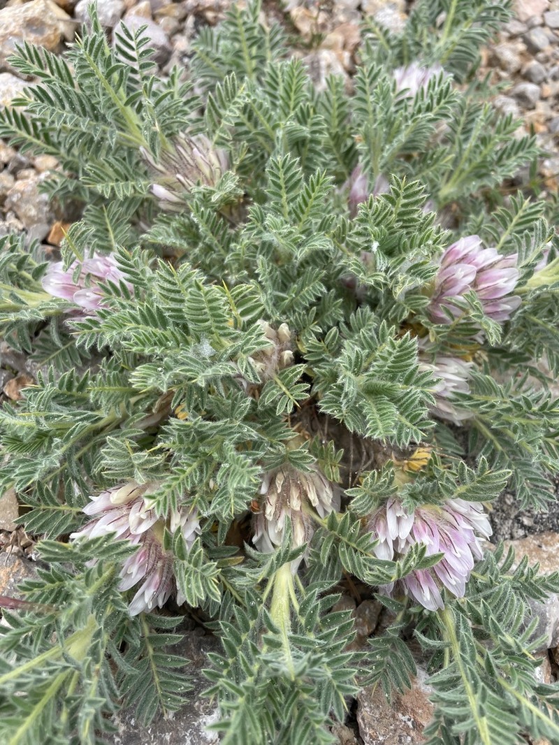 Astragalus nevadensis photo 8