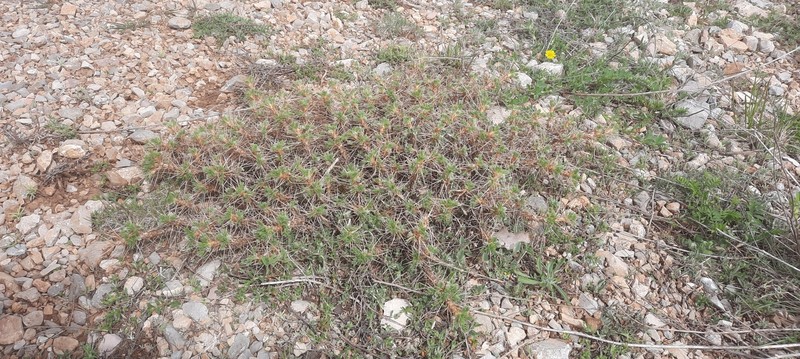 Astragalus nevadensis subsp. muticus