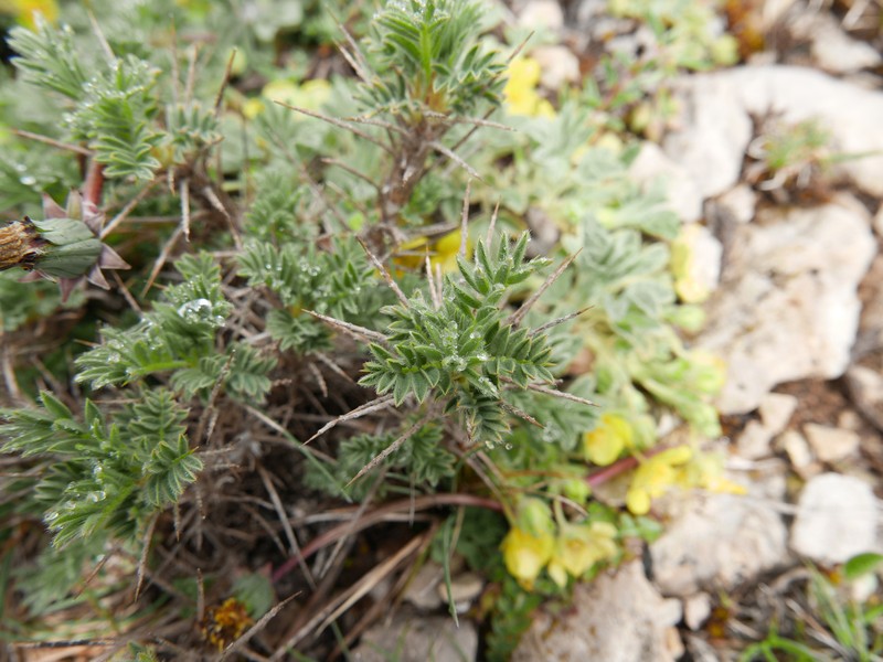 Astragalus nevadensis subsp. muticus photo 2