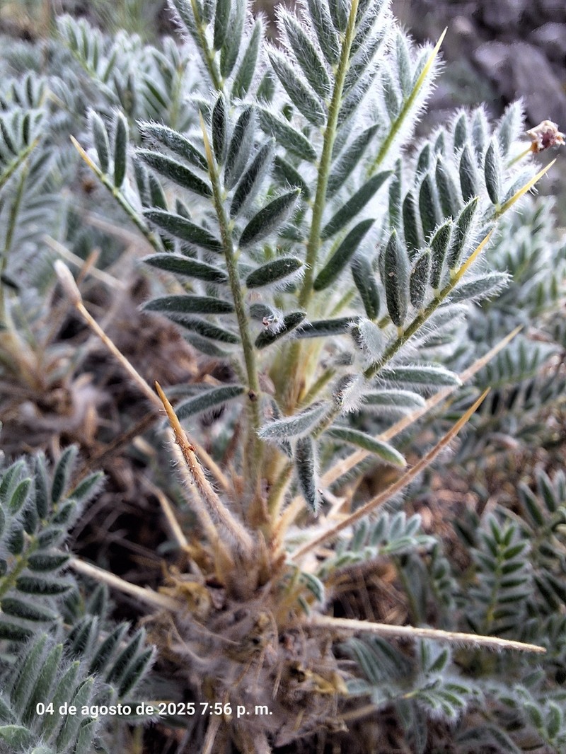 Astragalus nevadensis subsp. muticus photo 4