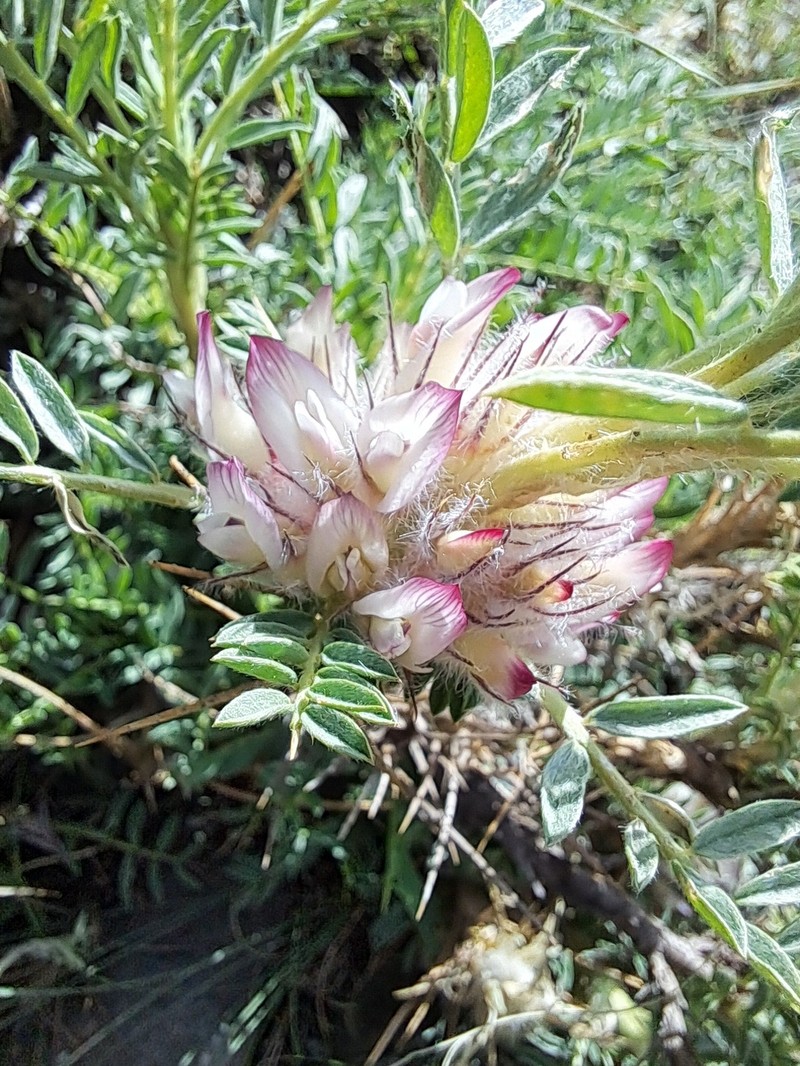 Astragalus nevadensis subsp. nevadensis