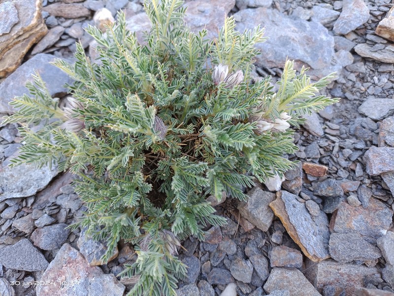 Astragalus nevadensis subsp. nevadensis photo 2