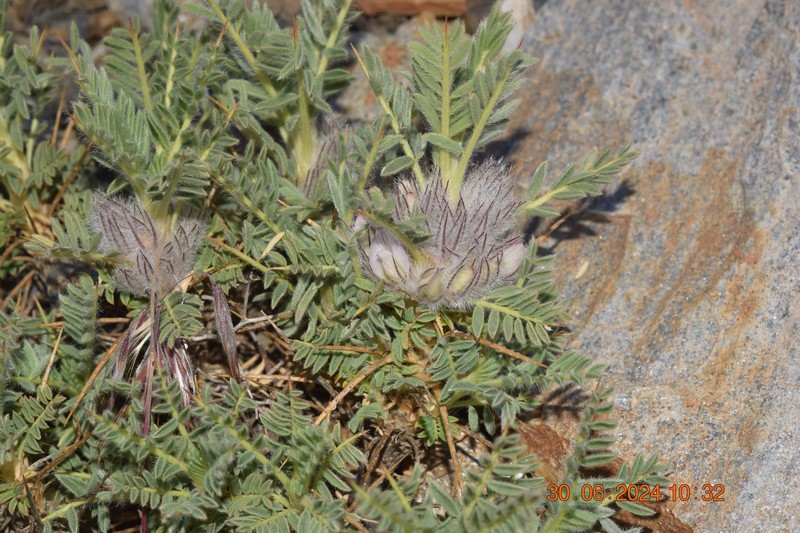 Astragalus nevadensis subsp. nevadensis photo 3