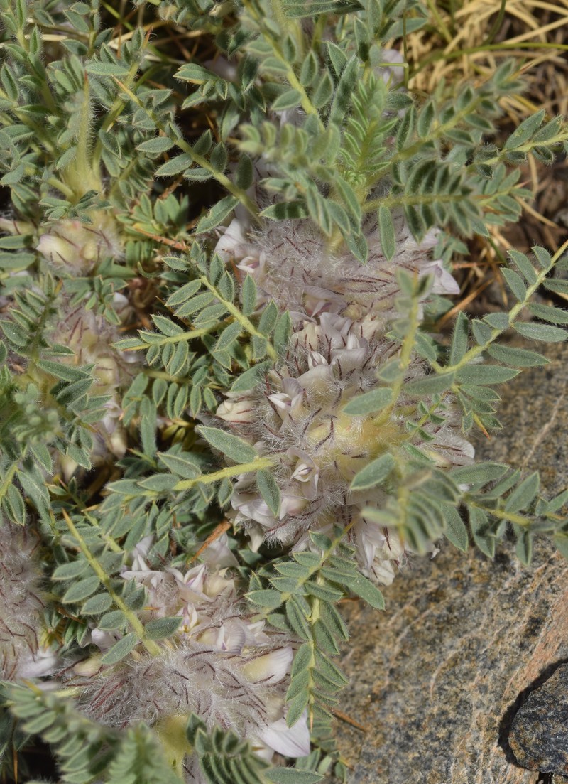 Astragalus nevadensis subsp. nevadensis photo 4