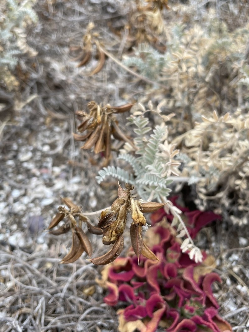 San Clemente Island Milkvetch photo 2