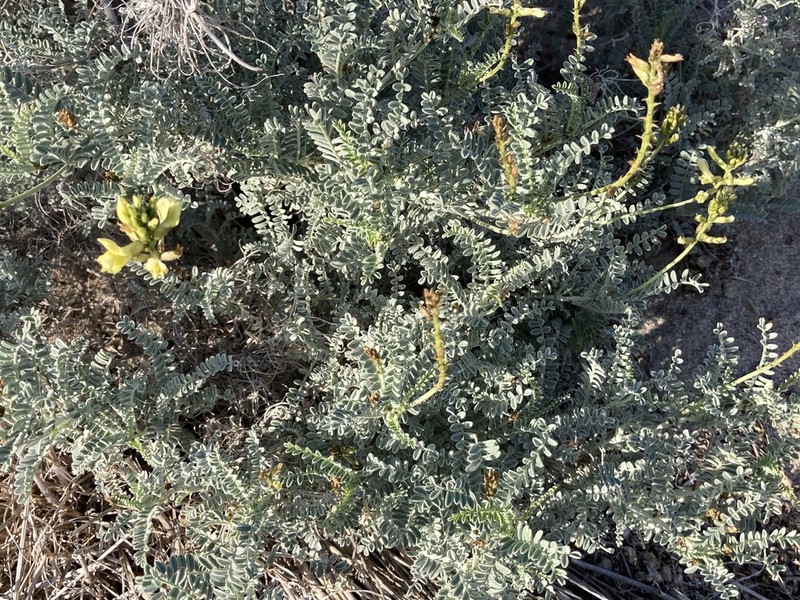 San Clemente Island Milkvetch photo 3