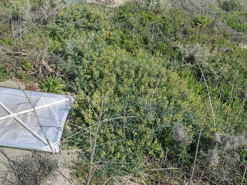 San Clemente Island Milkvetch photo 4