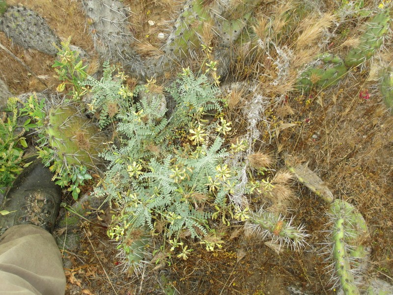 San Clemente Island Milkvetch photo 5