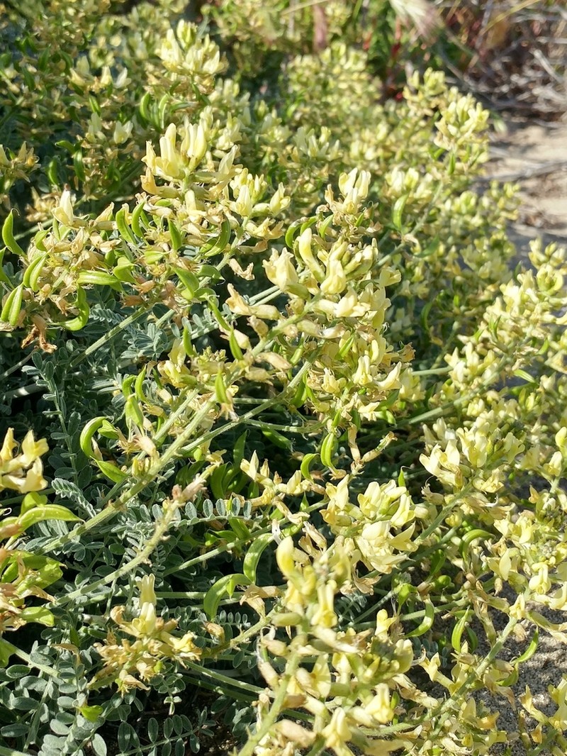 San Clemente Island Milkvetch photo 6