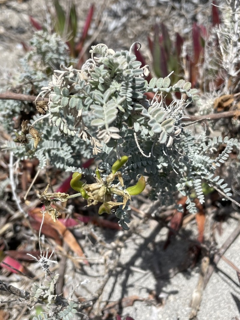 San Clemente Island Milkvetch photo 7