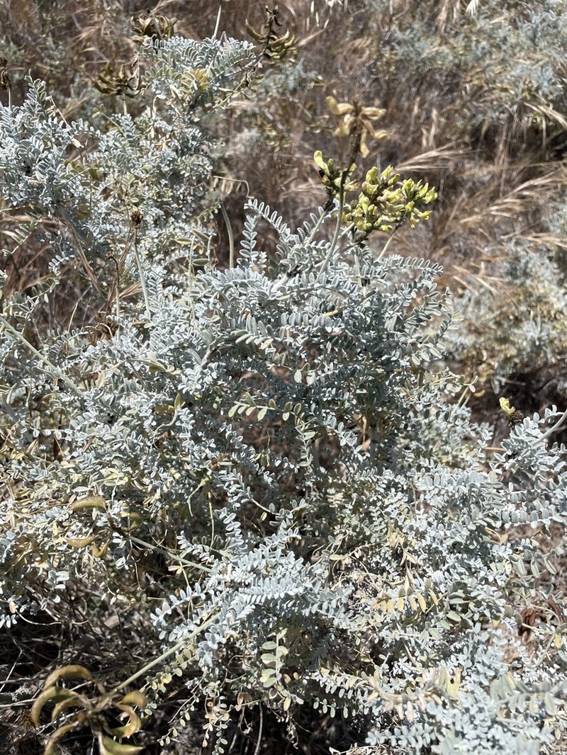 San Clemente Island Milkvetch photo 8